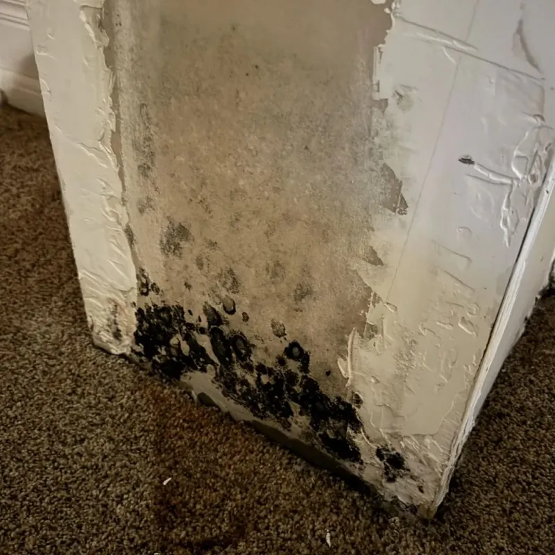 Professional Mold Removal in Smithville, TX